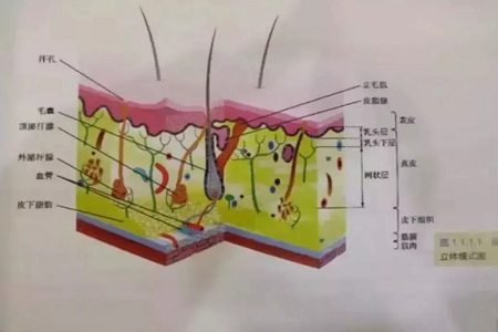 這是夏天變美較簡單的方法！-脫毛