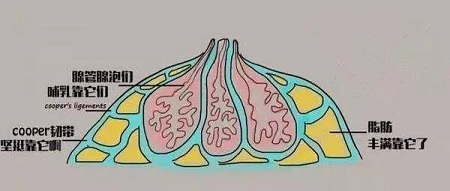 一味追求大胸的她們，卻忽略了這個問題...